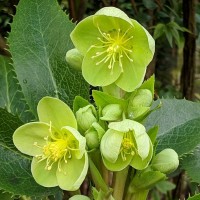 Heleboras (Helleborus argutifolius) Green