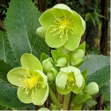 Heleboras (Helleborus argutifolius) Green