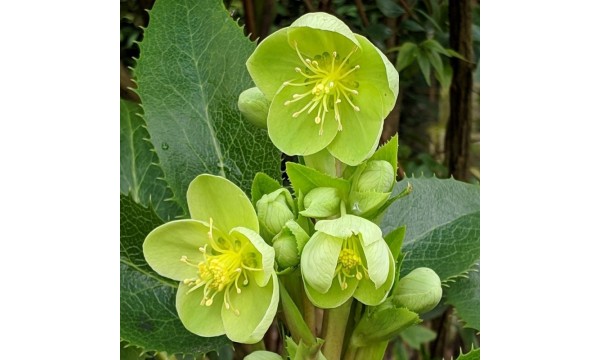 Heleboras (Helleborus argutifolius) Green