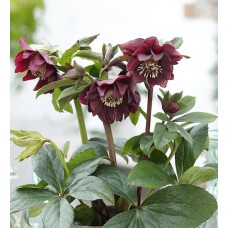 Heleboras (Helleborus orientalis) Double dark pink