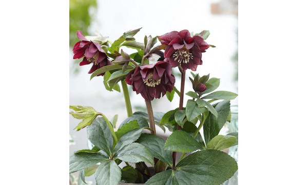 Heleboras (Helleborus orientalis) Double dark pink