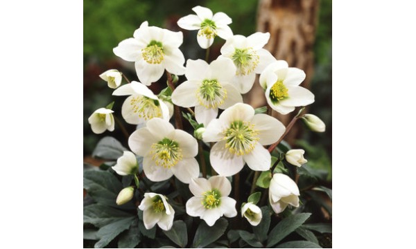 Heleboras (Helleborus niger) Praecox