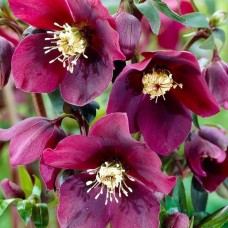 Heleboras (Helleborus orientalis) Single purple red