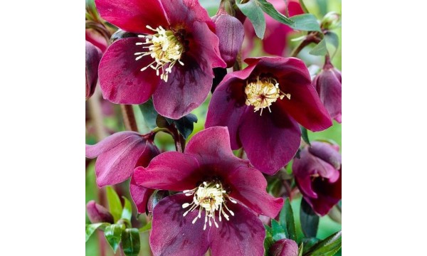 Heleboras (Helleborus orientalis) Single purple red