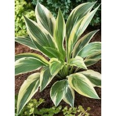 Melsvė (Hosta) Lakeside dragonfly Melsvė (Hosta) Lakeside dragonfly