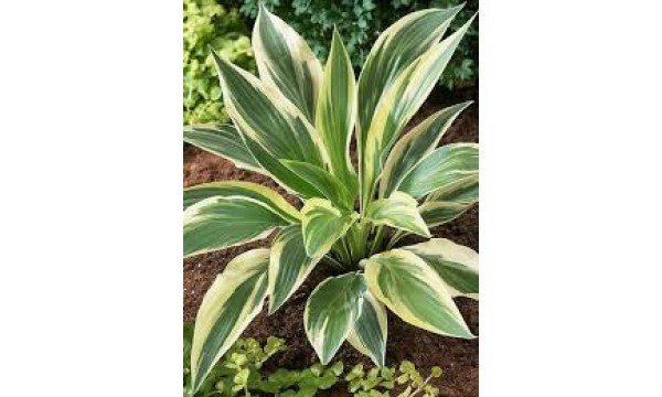 Melsvė (Hosta) Lakeside dragonfly Melsvė (Hosta) Lakeside dragonfly