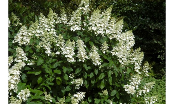 Hortenzija šluotelinė (Hydrangea paniculata) Levana
