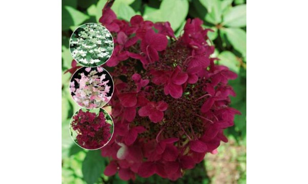 Hortenzija šluotelinė (Hydrangea paniculata) Wims Red