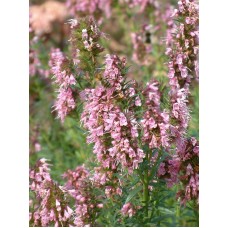 Juozažolė (Hyssopus officinalis) Rosea Juozažolė (Hyssopus officinalis) Rosea