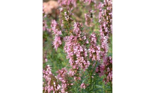 Juozažolė (Hyssopus officinalis) Rosea Juozažolė (Hyssopus officinalis) Rosea