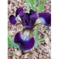 Vilkdalgis sibirinis (Iris sibirica) Berlin Purple wine