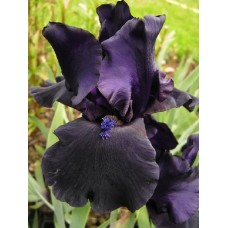 Vilkdalgis barzdotasis (Iris) Black dragon