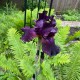 Vilkdalgis barzdotasis (Iris) Black dragon