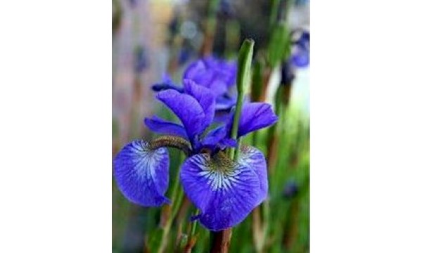 Vilkdalgis sibirinis (Iris sibirica) Blau