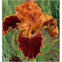 Vilkdalgis barzdotasis (Iris) Copatonic