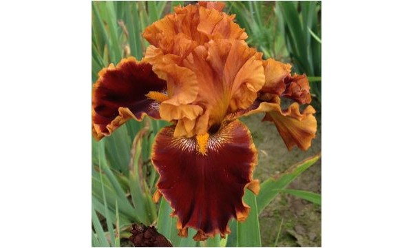Vilkdalgis barzdotasis (Iris) Copatonic