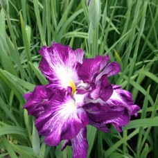 Vilkdalgis japoninis (Iris ensata) Lion king