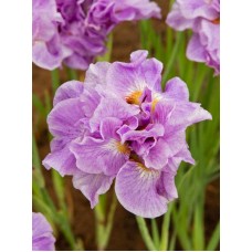 Vilkdalgis sibirinis (Iris sibirica) Pink Parfait