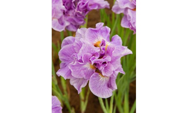 Vilkdalgis sibirinis (Iris sibirica) Pink Parfait