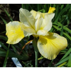 Vilkdalgis sibirinis (Iris sibirica) Butter and Sugar
