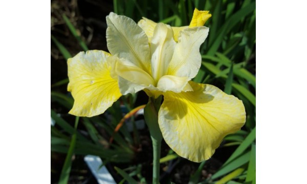 Vilkdalgis sibirinis (Iris sibirica) Butter and Sugar