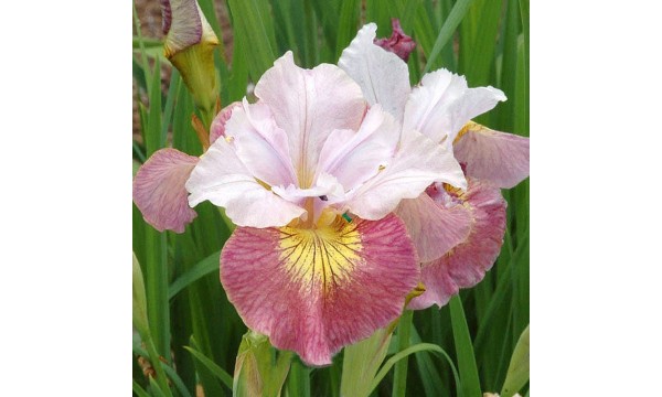 Vilkdalgis sibirinis (Iris sibirica) Sugar rush