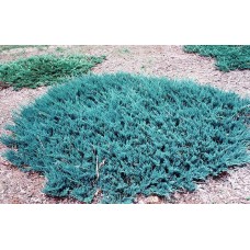 Kadagys horizontalusis (Juniperus horizontalis) Blue Chip