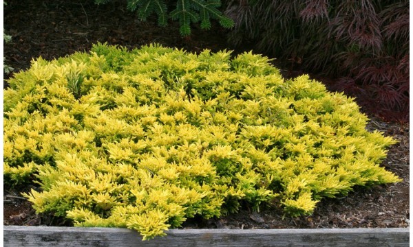 Kadagys horizontalusis (Juniperus horizontalis) Golden Carpet