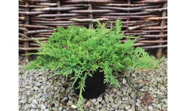 Kadagys horizontalusis (Juniperus horizontalis) Prince of Wales