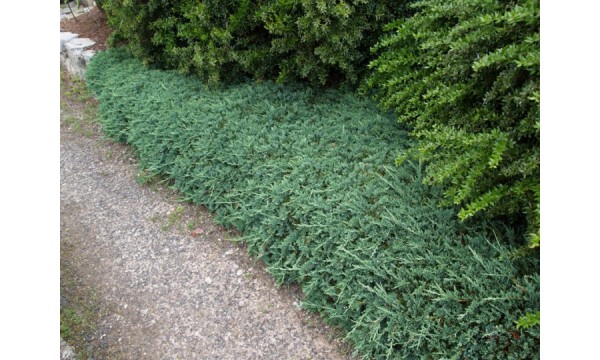 Kadagys horizontalusis (Juniperus horizontalis) Wiltoni