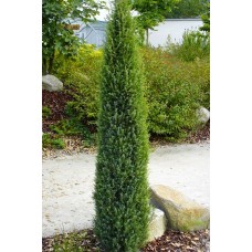 Kadagys paprastasis (Juniperus communis) Arnold