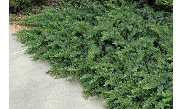 Kadagys pajūrinis (Juniperus conferta) Emerald Sea