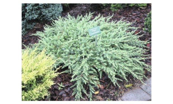 Kadagys pajūrinis (Juniperus conferta) Schlager