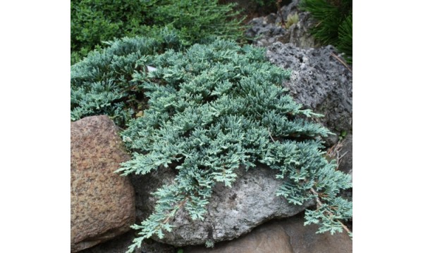 Kadagys horizontalusis (Juniperus horizontalis) Icee Blue
