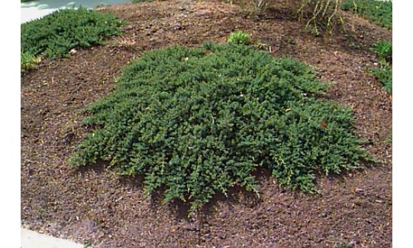 Kadagys gulsčiasis (Juniperus procumbens) Nana