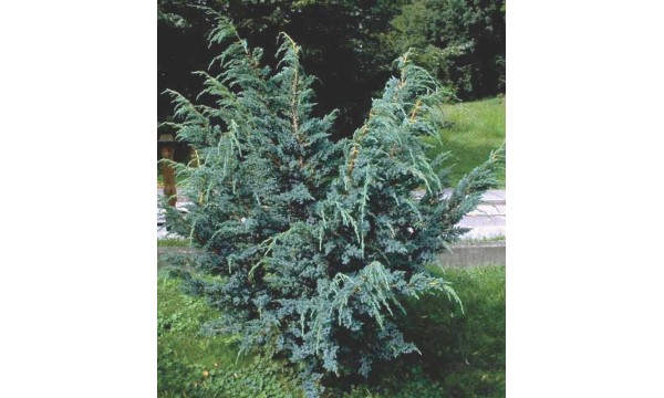 Kadagys žvynuotasis (Juniperus squamata) Meyeri