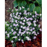 Litodora gulsčioji (Lithodora diffusa) Alba