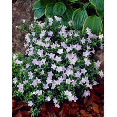 Litodora gulsčioji (Lithodora diffusa) Alba