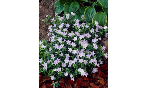Litodora gulsčioji (Lithodora diffusa) Alba