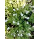 Litodora gulsčioji (Lithodora diffusa) Alba