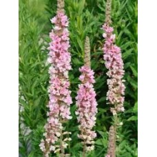 Raudoklė (Lythrum) Blush