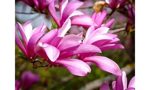Magnolija (Magnolia) Betty