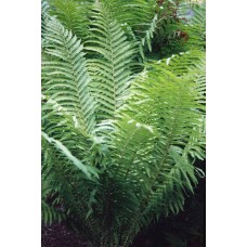 Jonpapartis paupinis (Matteuccia struthiopteris) 