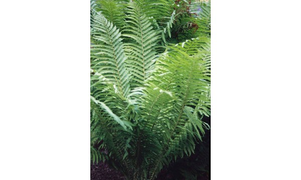 Jonpapartis paupinis (Matteuccia struthiopteris) 