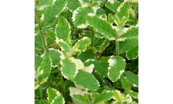 Ananasinė mėta (Mentha rot. Variegata)