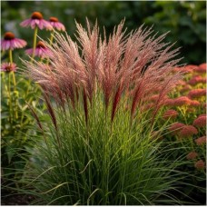 Miskantas (Miscanthus) Red chief