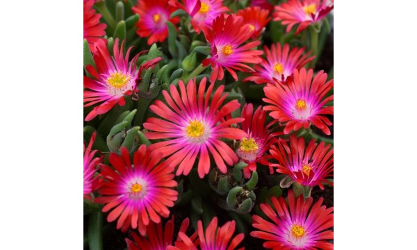 Mudrė (Delosperma) Garnet