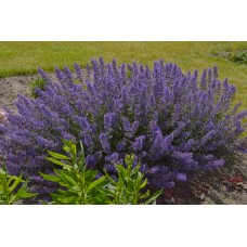 Katžolė (Nepeta) Junior Walker