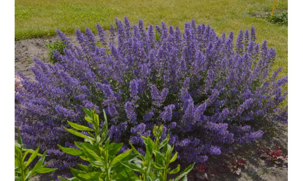 Katžolė (Nepeta) Junior Walker