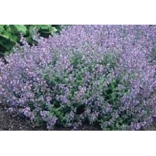 Katžolė (Nepeta) Kit cat